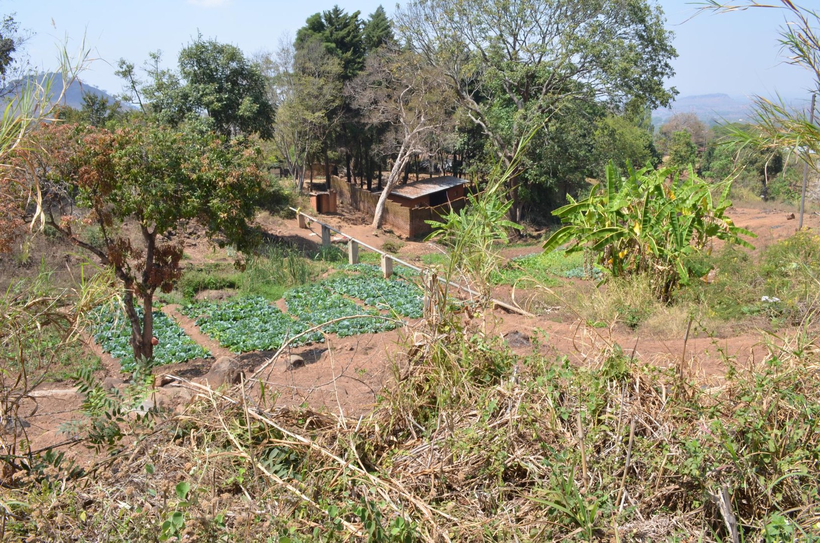 Rural households in Africa often grow lots of different types of crops on their smallholdings.